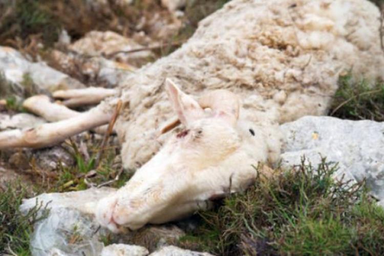 86 de oi moarte la Scorțaru Nou, din cauza unui tratament contra râiei