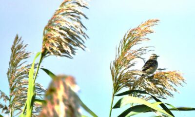 Birdwatching, pasiune sau profesie? featured image