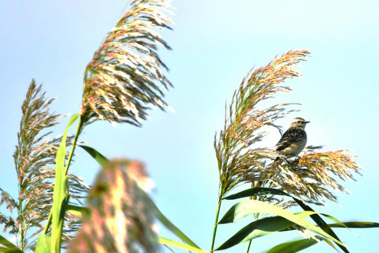 Birdwatching, pasiune sau profesie? featured image