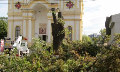 Arbori periculoși, puși la pământ featured image