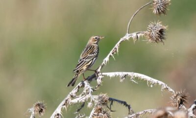 Păsări din România (XLII) featured image