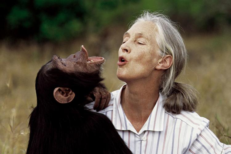 In Memoriam Jane Godall! O mare iubitoare de natură featured image