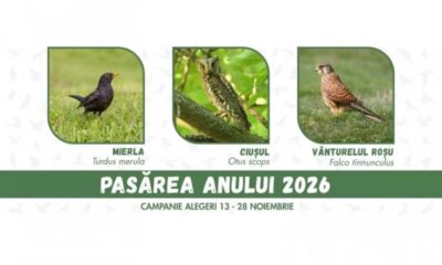 Pasărea Anului 2026 featured image