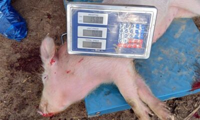 Focar pe Pestă Porcină Africană la Vișani featured image