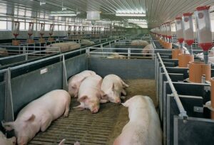 Niciun focar de boală în fermele de animale din Brăila