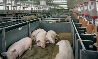 Niciun focar de boală în fermele de animale din Brăila