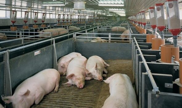 Niciun focar de boală în fermele de animale din Brăila