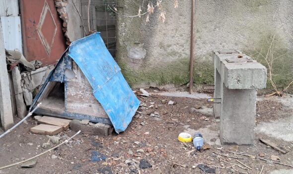 Scandal cu căței abandonați, la CUP ”Dunărea”