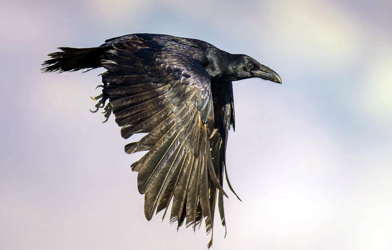 Păsări din România