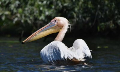 Sunt vulnerabile sau nu păsările de apă care iernează în UE?