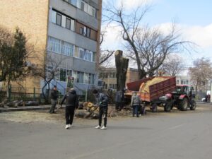 Păreri contradictorii, după tăierea unor plopi din zona Pieței Concordia