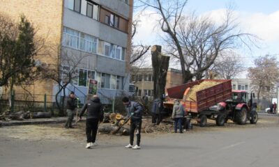 Păreri contradictorii, după tăierea unor plopi din zona Pieței Concordia