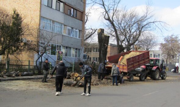 Păreri contradictorii, după tăierea unor plopi din zona Pieței Concordia