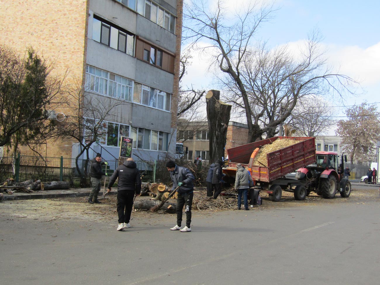 Păreri contradictorii, după tăierea unor plopi din zona Pieței Concordia