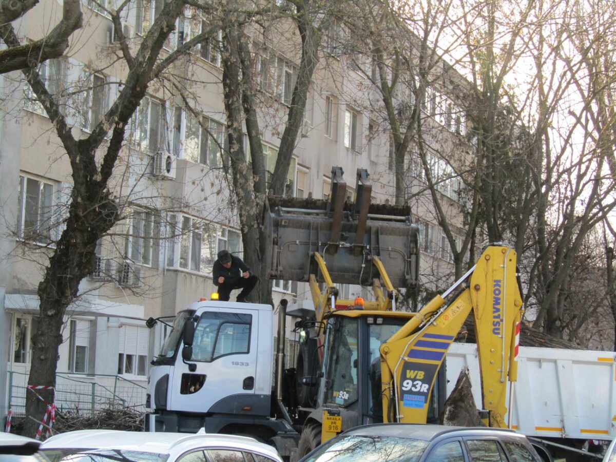 Păreri contradictorii, după tăierea unor plopi din zona Pieței Concordia