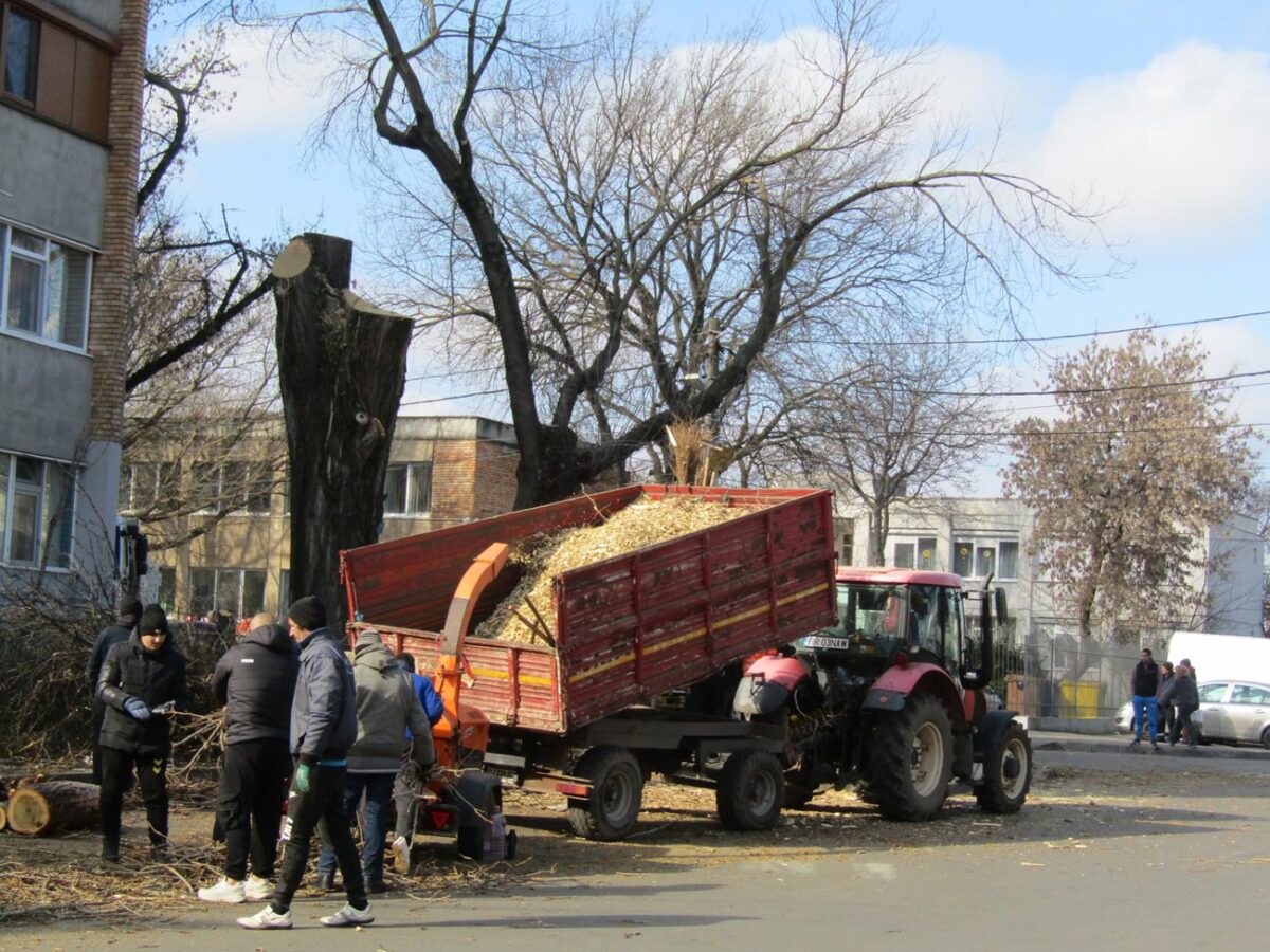 Păreri contradictorii, după tăierea unor plopi din zona Pieței Concordia
