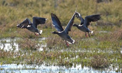 Observațiile ornitologice înregistrate în aplicații sunt esențiale pentru conservarea speciilor