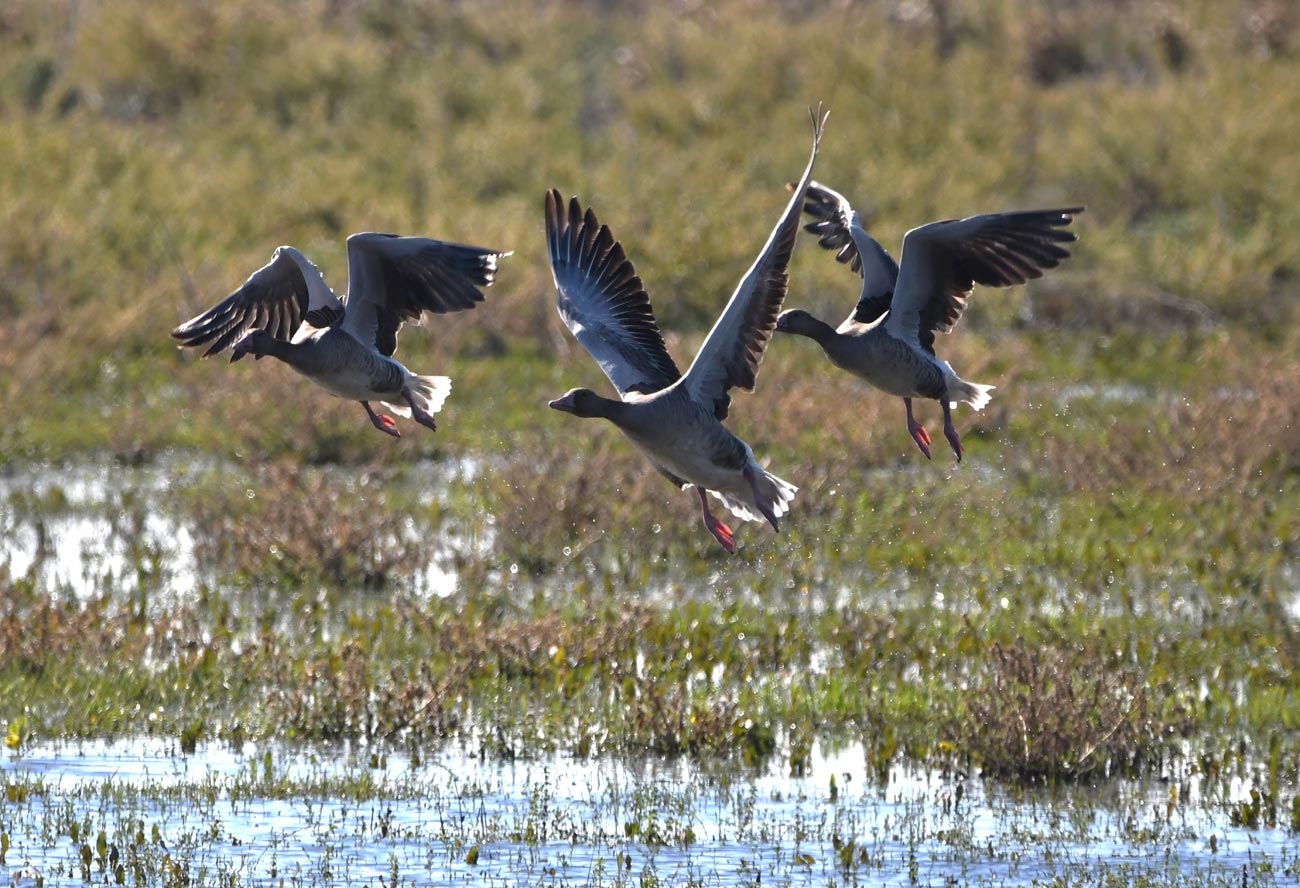 Observațiile ornitologice înregistrate în aplicații sunt esențiale pentru conservarea speciilor
