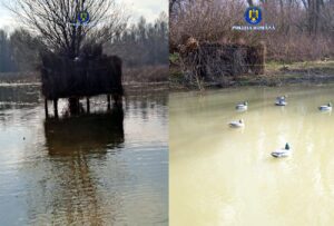 Rațe sălbatice, vânate ilegal în Insula Mică a Brăilei