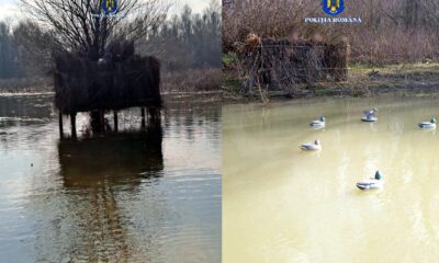 Rațe sălbatice, vânate ilegal în Insula Mică a Brăilei