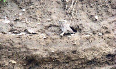 Păsările sălbatice și arta de a construi cuiburile