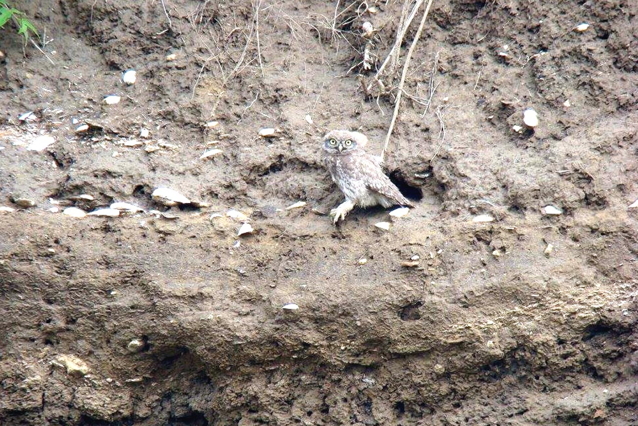 Păsările sălbatice și arta de a construi cuiburile