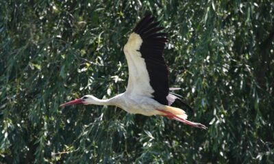 Competiția Listelor Complete – sezon 2026