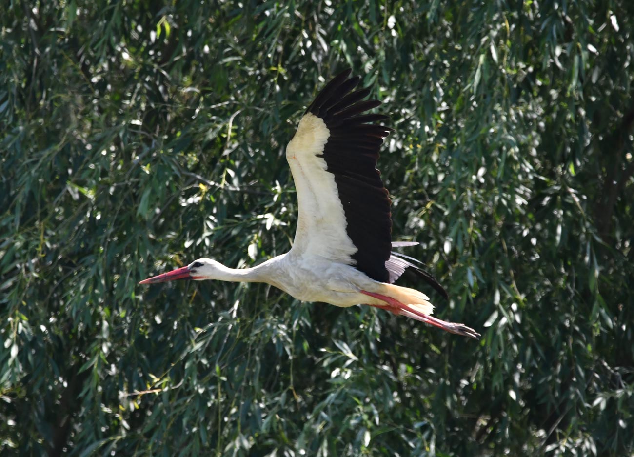 Competiția Listelor Complete – sezon 2026