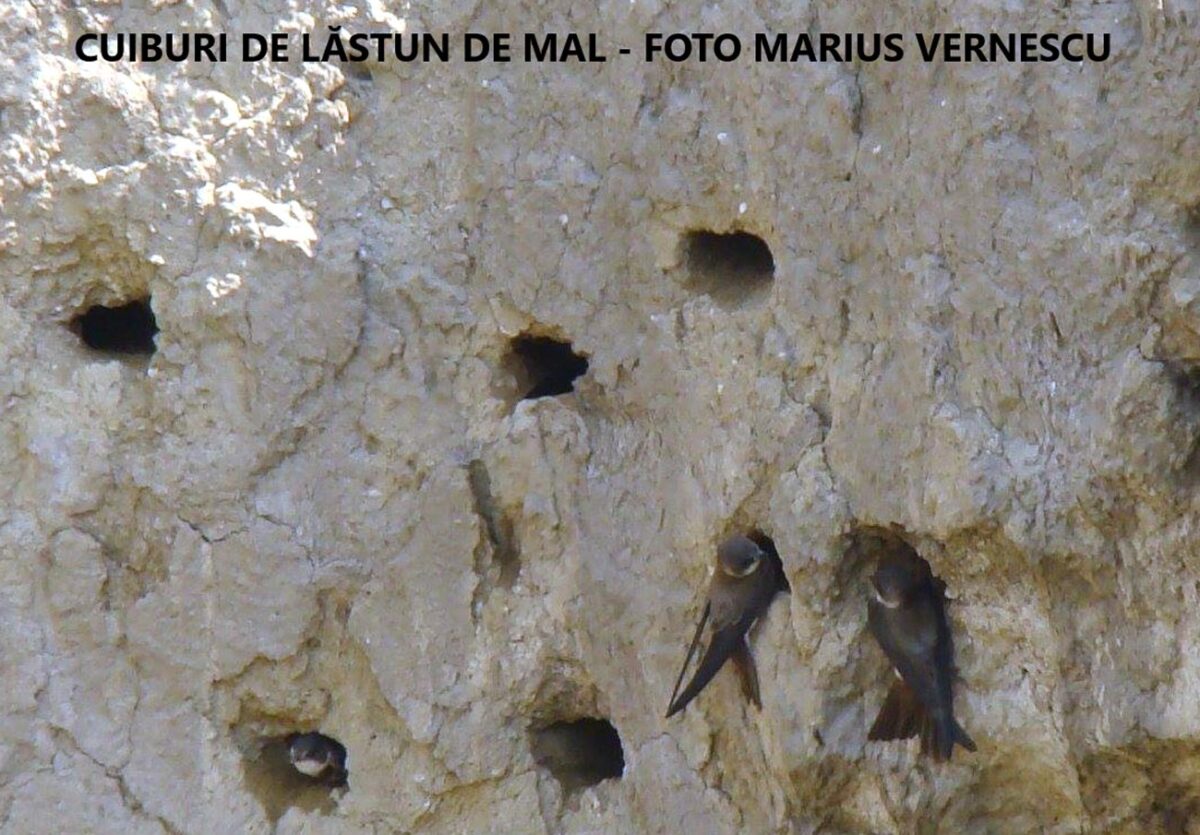 Păsările sălbatice și arta de a construi cuiburile