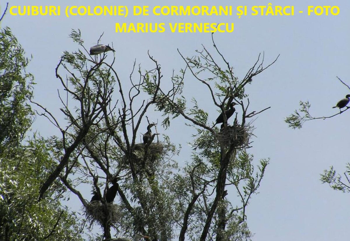 Păsările sălbatice și arta de a construi cuiburile