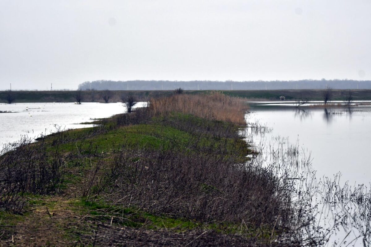 Primăvara transformă bălțile Brăilei într-un spectacol al păsărilor