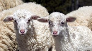 Se înăspresc controalele DSVSA în preajma Sărbătorilor Pascale