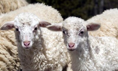 Se înăspresc controalele DSVSA în preajma Sărbătorilor Pascale