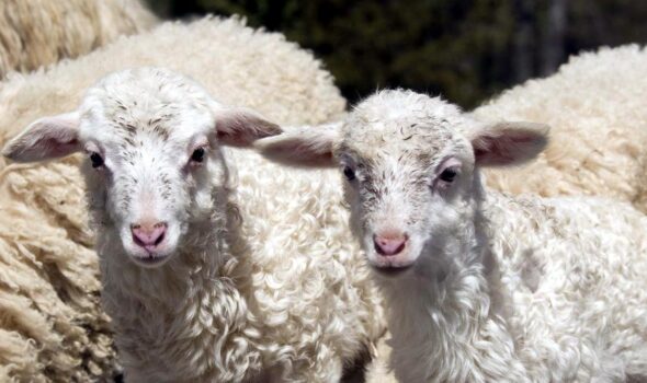 Se înăspresc controalele DSVSA în preajma Sărbătorilor Pascale