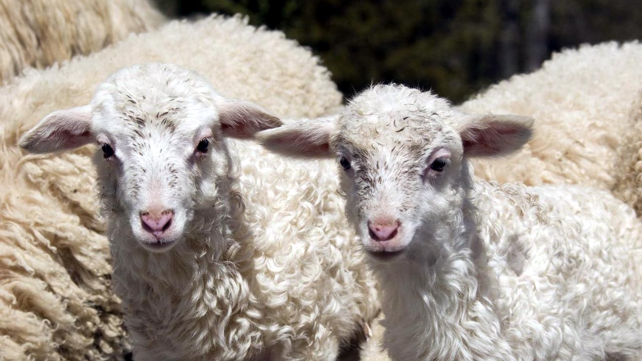 Se înăspresc controalele DSVSA în preajma Sărbătorilor Pascale