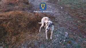 Câini de rasă ținuți în condiții improprii, descoperiți la percheziții în Brăila