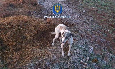 Câini de rasă ținuți în condiții improprii, descoperiți la percheziții în Brăila