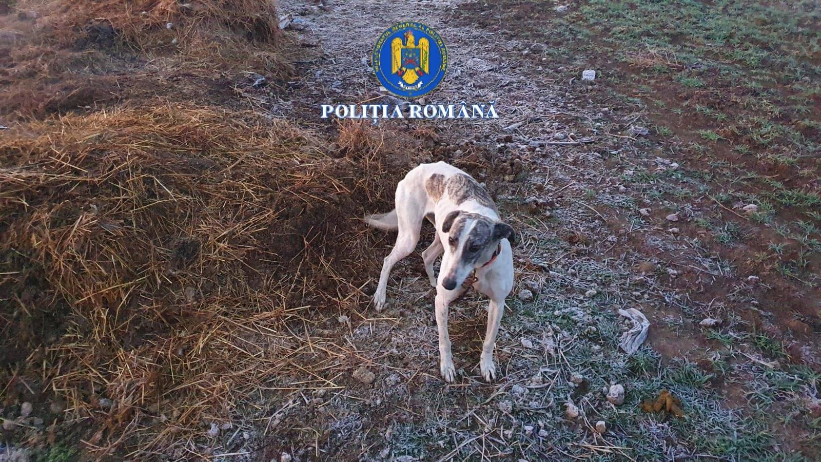 Câini de rasă ținuți în condiții improprii, descoperiți la percheziții în Brăila