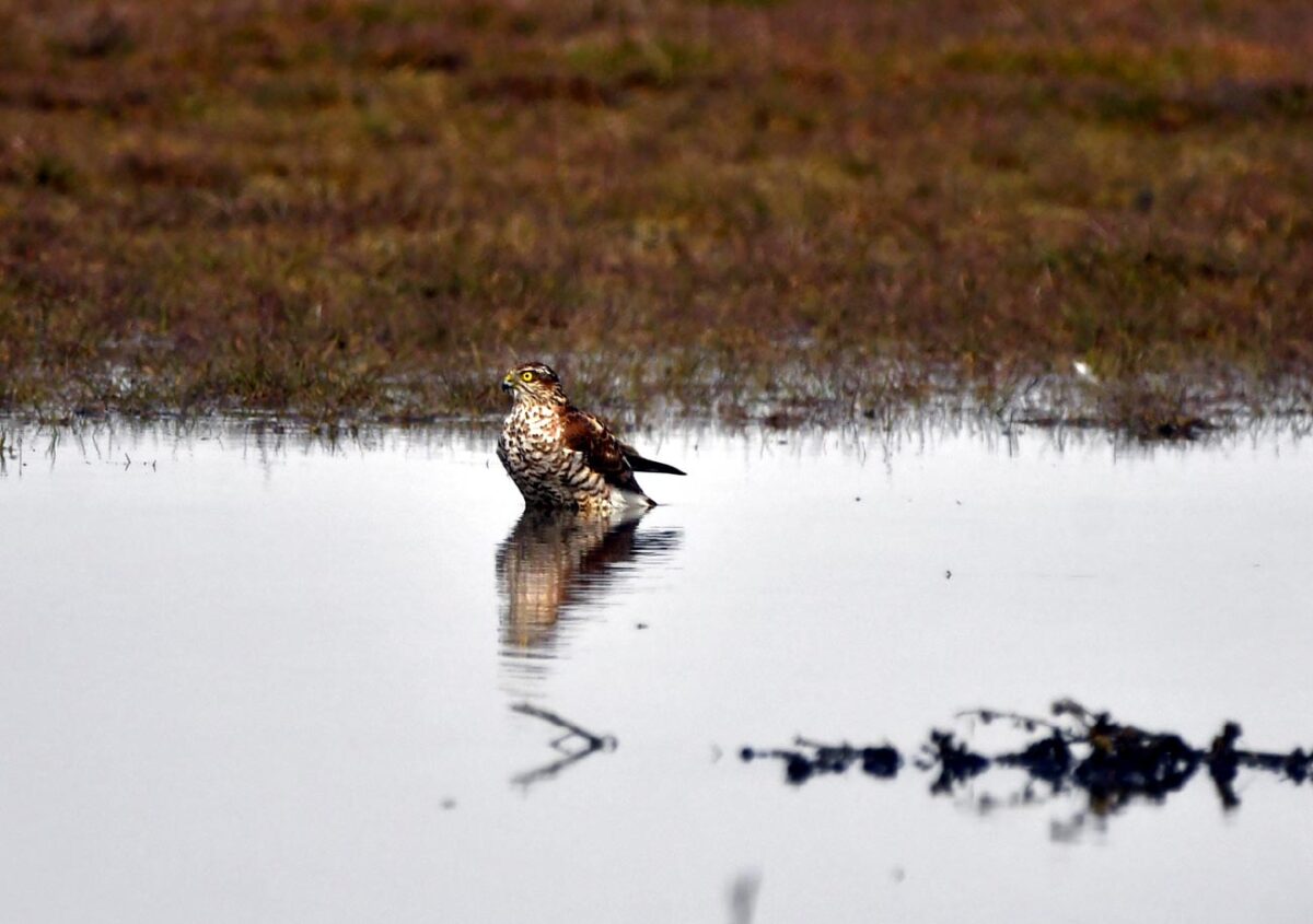 Primăvara transformă bălțile Brăilei într-un spectacol al păsărilor