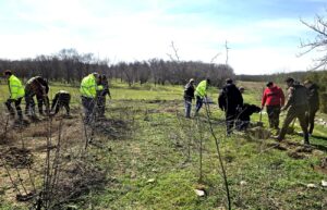 Sute de stejari și ulmi plantați la Dropia, Însurăței