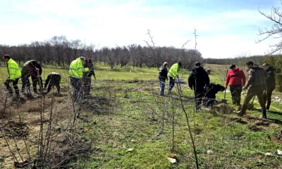 Sute de stejari și ulmi plantați la Dropia, Însurăței