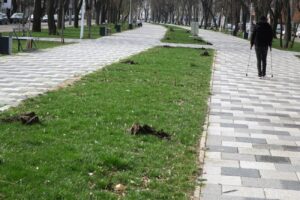 • în total, cinci echipe ale Serviciului de Utilitate Publică „Seroplant”, din cadrul Primăriei Municipiului Brăila, acționează în Hipodrom, Vidin și Bulevardul Independenței • angajații „Seroplant” plantează arbori, arbuști, gard viu din tuia, trandafiri și magnolii, inclusiv în locul plantelor vandalizate sau furate • concomitent, se continuă curățenia de primăvară