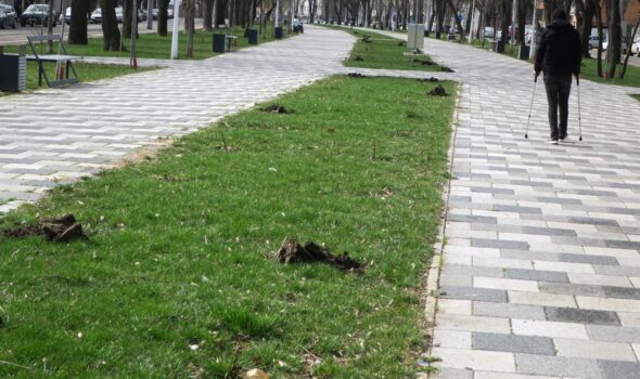 Plantări de arbori în municipiu. Pe Bulevardul Independenței se înlocuiesc trandafirii furați