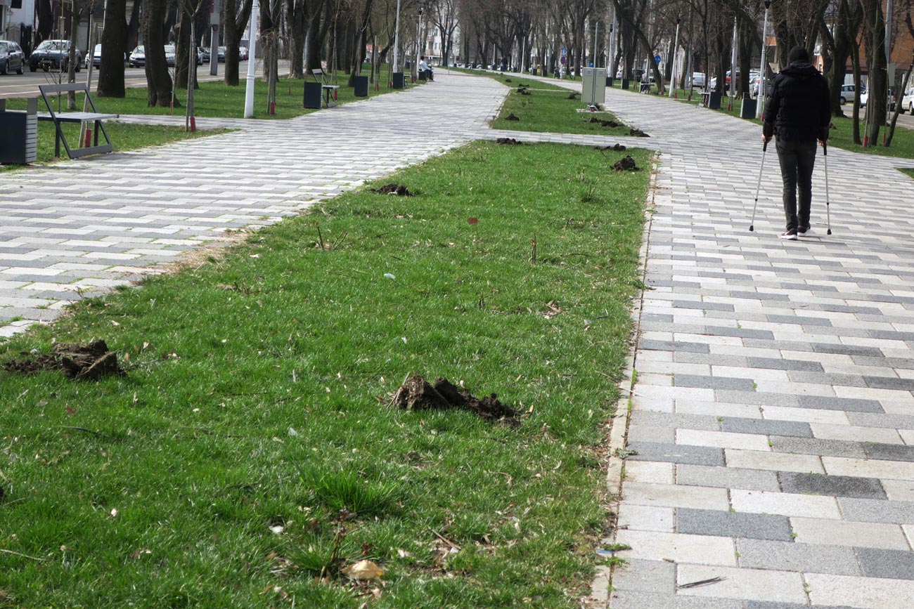 • în total, cinci echipe ale Serviciului de Utilitate Publică „Seroplant”, din cadrul Primăriei Municipiului Brăila, acționează în Hipodrom, Vidin și Bulevardul Independenței • angajații „Seroplant” plantează arbori, arbuști, gard viu din tuia, trandafiri și magnolii, inclusiv în locul plantelor vandalizate sau furate • concomitent, se continuă curățenia de primăvară