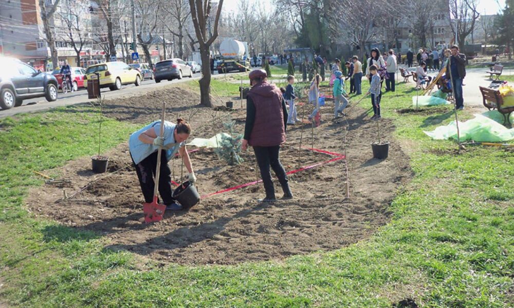 • în total, cinci echipe ale Serviciului de Utilitate Publică „Seroplant”, din cadrul Primăriei Municipiului Brăila, acționează în Hipodrom, Vidin și Bulevardul Independenței • angajații „Seroplant” plantează arbori, arbuști, gard viu din tuia, trandafiri și magnolii, inclusiv în locul plantelor vandalizate sau furate • concomitent, se continuă curățenia de primăvară