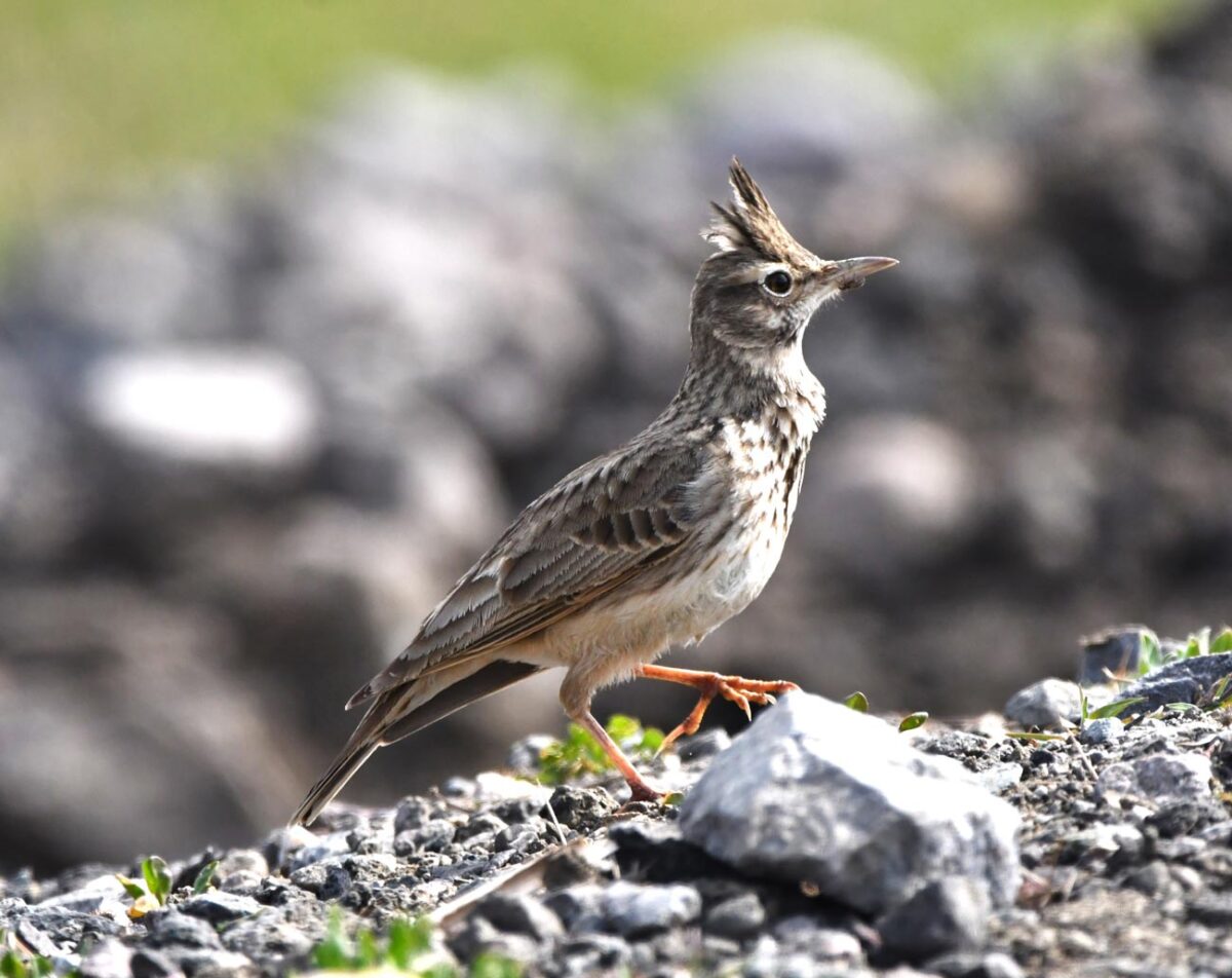 Primăvara transformă bălțile Brăilei într-un spectacol al păsărilor