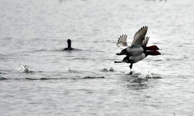 Primăvara transformă bălțile Brăilei într-un spectacol al păsărilor