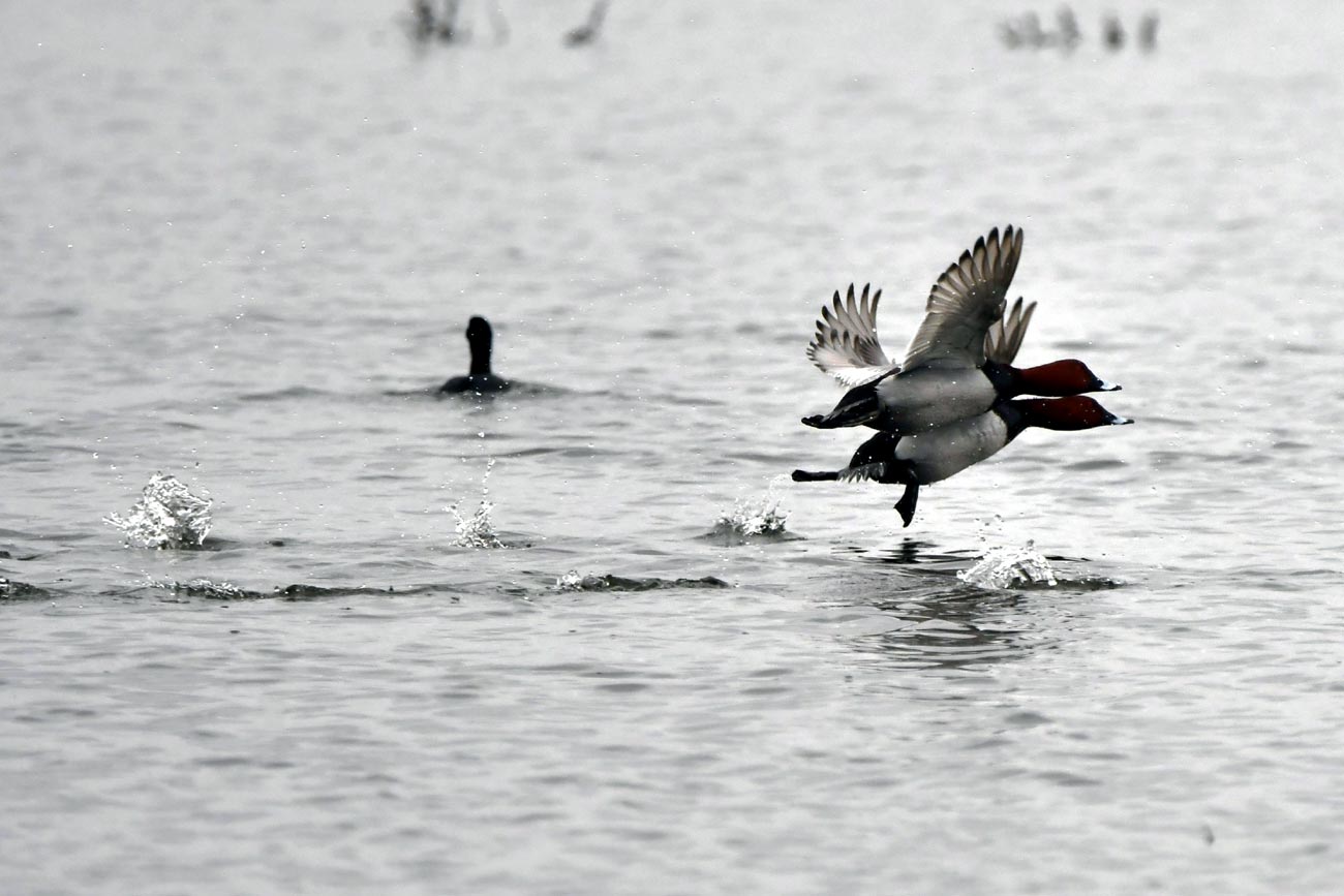 Primăvara transformă bălțile Brăilei într-un spectacol al păsărilor