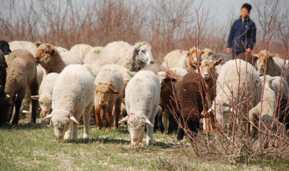 Ciobanii tupeiști de la Batogu. Intră cu sute de oi în curțile vecine