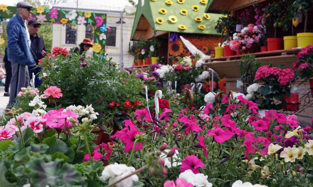 Festivalul Florilor de Primăvară, în Centrul Vechi al Brăilei